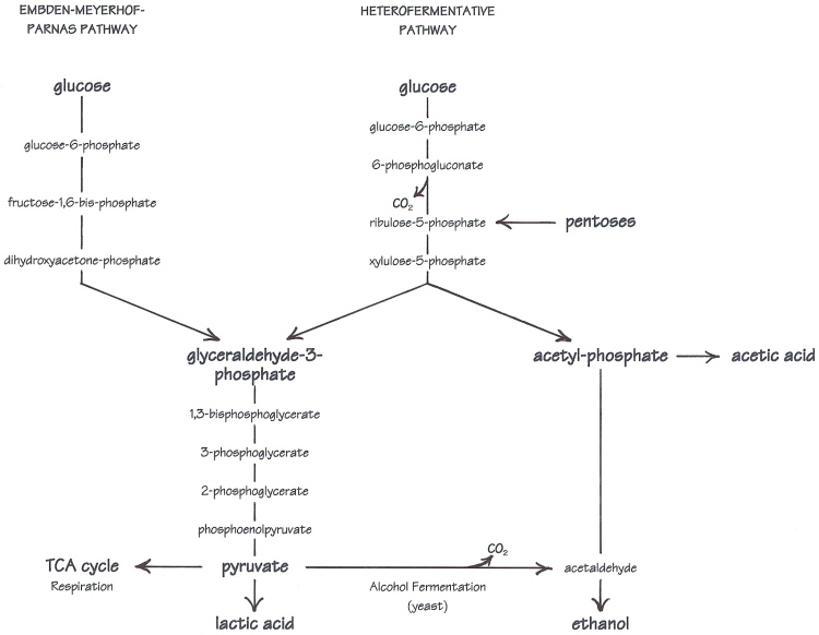What is the equation for lactic acid fermentation after glycolysis?